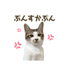 保護猫すずちゃんのスタンプ（個別スタンプ：37）