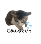 保護猫すずちゃんのスタンプ（個別スタンプ：38）