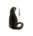 保護猫すずちゃんのスタンプ（個別スタンプ：40）