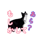 猫みたいにしているネコ2（個別スタンプ：12）