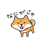 柴犬すずたろう（個別スタンプ：17）