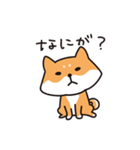 柴犬すずたろう（個別スタンプ：31）