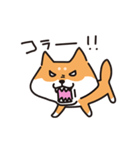 柴犬すずたろう（個別スタンプ：36）