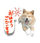 犬のくう2（個別スタンプ：1）