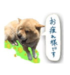 犬のくう2（個別スタンプ：2）