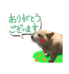 犬のくう2（個別スタンプ：3）