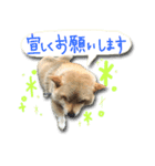 犬のくう2（個別スタンプ：4）