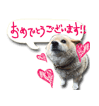 犬のくう2（個別スタンプ：5）