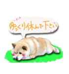 犬のくう2（個別スタンプ：6）