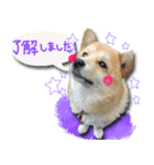 犬のくう2（個別スタンプ：7）