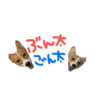 コーギーのぶん太くんとごん太くん（個別スタンプ：1）