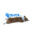 コーギーのぶん太くんとごん太くん（個別スタンプ：2）