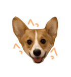 コーギーのぶん太くんとごん太くん（個別スタンプ：3）