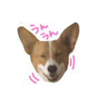コーギーのぶん太くんとごん太くん（個別スタンプ：4）