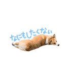 コーギーのぶん太くんとごん太くん（個別スタンプ：5）