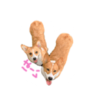 コーギーのぶん太くんとごん太くん（個別スタンプ：6）