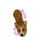 コーギーのぶん太くんとごん太くん（個別スタンプ：13）
