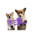 コーギーのぶん太くんとごん太くん（個別スタンプ：14）