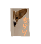 コーギーのぶん太くんとごん太くん（個別スタンプ：15）