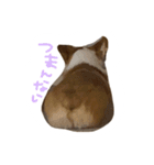 コーギーのぶん太くんとごん太くん（個別スタンプ：16）