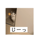 ふわながしっぽのこたつ（個別スタンプ：3）