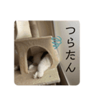 ふわながしっぽのこたつ（個別スタンプ：6）