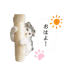 ふわながしっぽのこたつ（個別スタンプ：17）