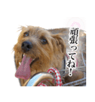 ノーフォークテリアのちょこのスタンプ2（個別スタンプ：4）