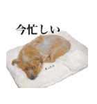 ノーフォークテリアのちょこのスタンプ2（個別スタンプ：16）