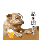 ノーフォークテリアのちょこのスタンプ2（個別スタンプ：35）
