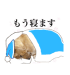 ノーフォークテリアのちょこのスタンプ2（個別スタンプ：36）