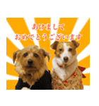ノーフォークテリアのちょこのスタンプ2（個別スタンプ：38）