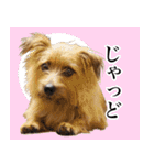 ノーフォークテリアのちょこのスタンプ2（個別スタンプ：39）
