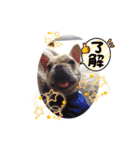 GAOGAO2（個別スタンプ：7）