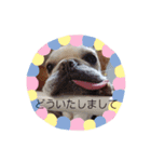 GAOGAO2（個別スタンプ：12）