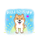 もふもふ♪ほんわか癒しの柴犬（個別スタンプ：1）