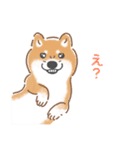 もふもふ♪ほんわか癒しの柴犬（個別スタンプ：19）