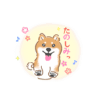 もふもふ♪ほんわか癒しの柴犬（個別スタンプ：22）