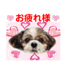 Smilewanの仲間達②（個別スタンプ：1）
