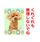 Smilewanの仲間達②（個別スタンプ：4）