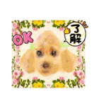 Smilewanの仲間達②（個別スタンプ：5）