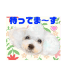 Smilewanの仲間達②（個別スタンプ：7）