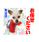 Smilewanの仲間達②（個別スタンプ：15）