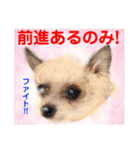 Smilewanの仲間達②（個別スタンプ：16）