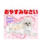 Smilewanの仲間達②（個別スタンプ：21）