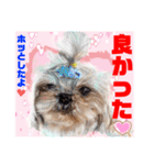 Smilewanの仲間達②（個別スタンプ：25）
