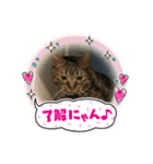 猫のうにスタンプ（個別スタンプ：4）