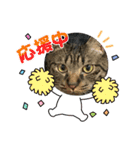 猫のうにスタンプ（個別スタンプ：25）