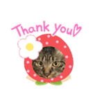 猫のうにスタンプ（個別スタンプ：30）