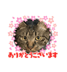 猫のうにスタンプ（個別スタンプ：37）